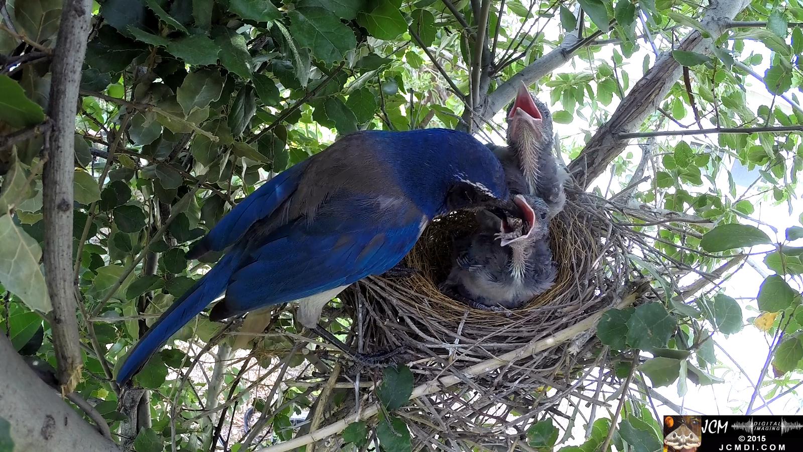 Scrub Jay Documentary male feeds lizard leg to chicks